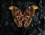 “Atlas Moth”- Custom (Lauren)