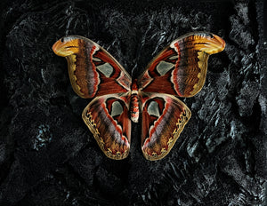 “Atlas Moth”- Custom (Lauren)