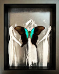 “Papilio Adamantius“- Butterfly