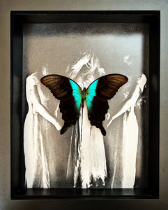 “Papilio Adamantius“- Butterfly