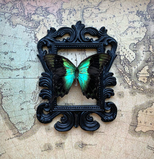 “Green Swallowtail”- Butterfly