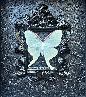 “Luna Moth”