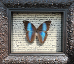 “Morpho Deidamia”- Butterfly