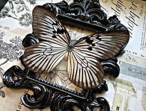 Rice Paper Butterfly