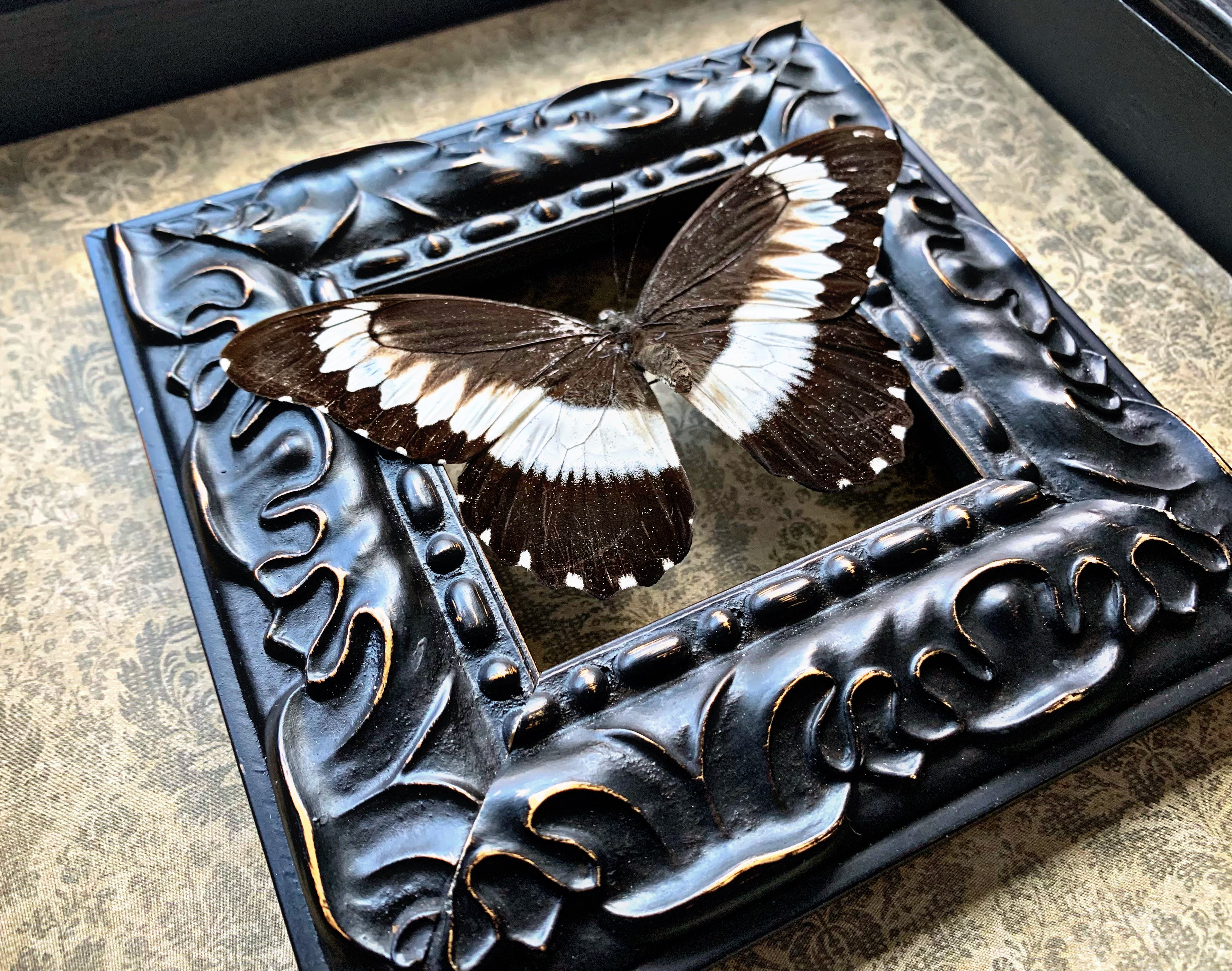 “Papilio Mechowianus”- Butterfly