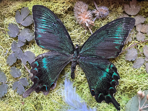 “Papilio Maackii”- Butterfly