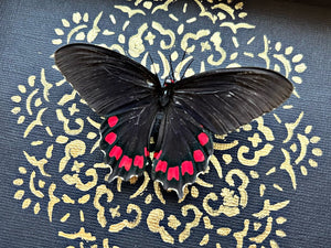 “Pachliopta Kotzebuea”- Butterfly