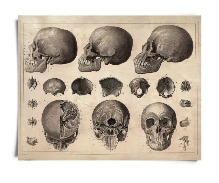 Vintage Anatomy Skull Diagram Print