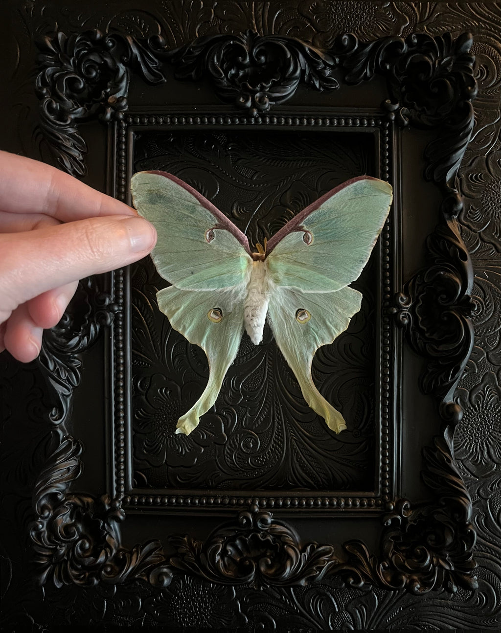 Custom Piece- Luna Moth