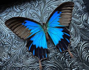 “Papilio Telegonus”- Butterfly