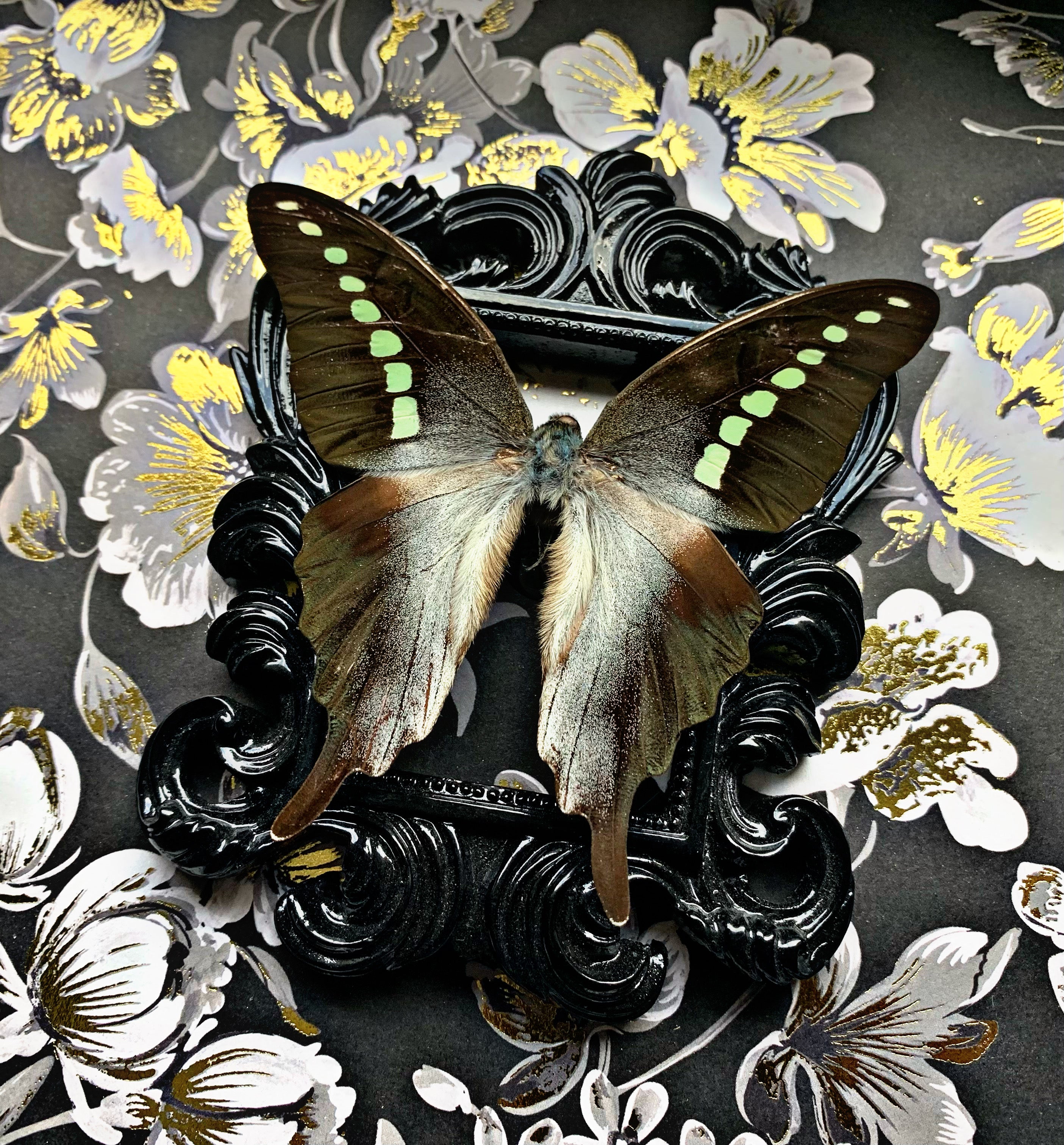 “Graphium Codrus”- Butterfly
