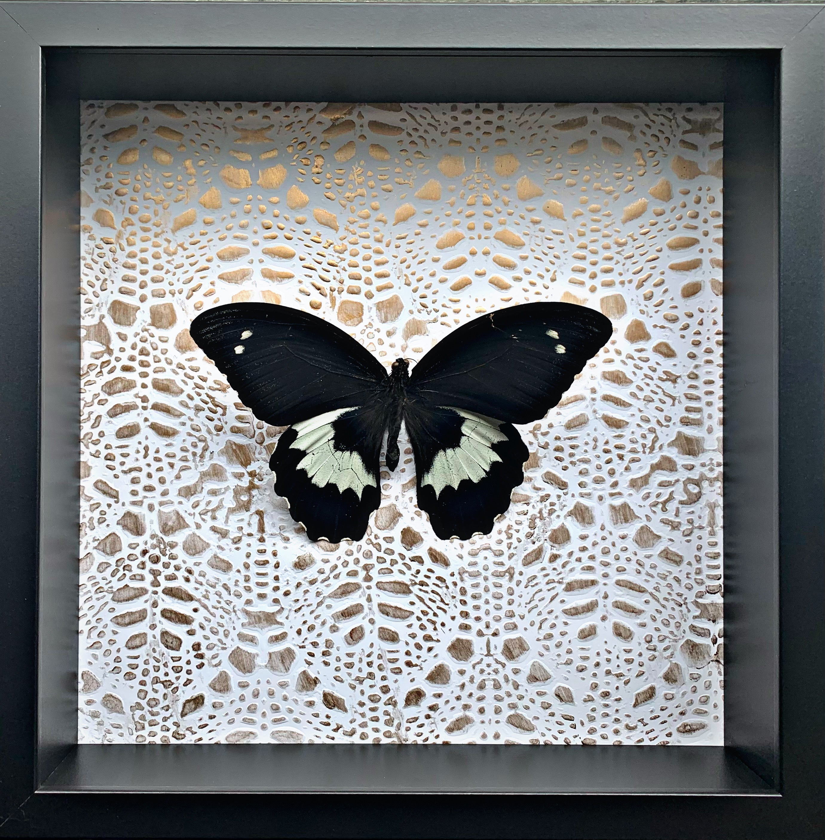 “Papilio Gambrisius”- Butterfly