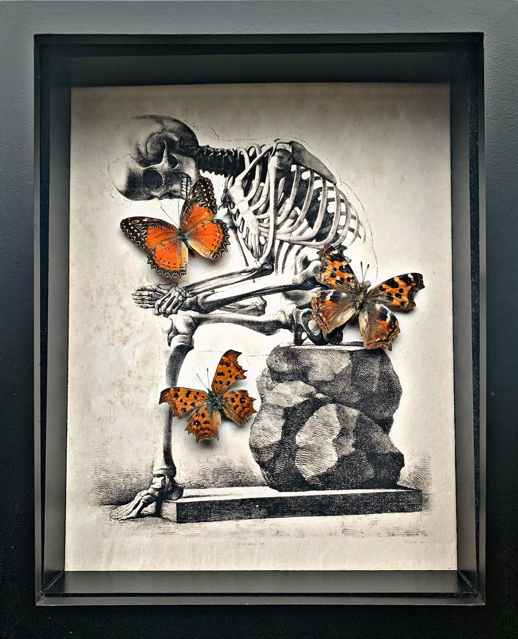 “Cethosia | Nymphalis | Polygonia”- Butterflies