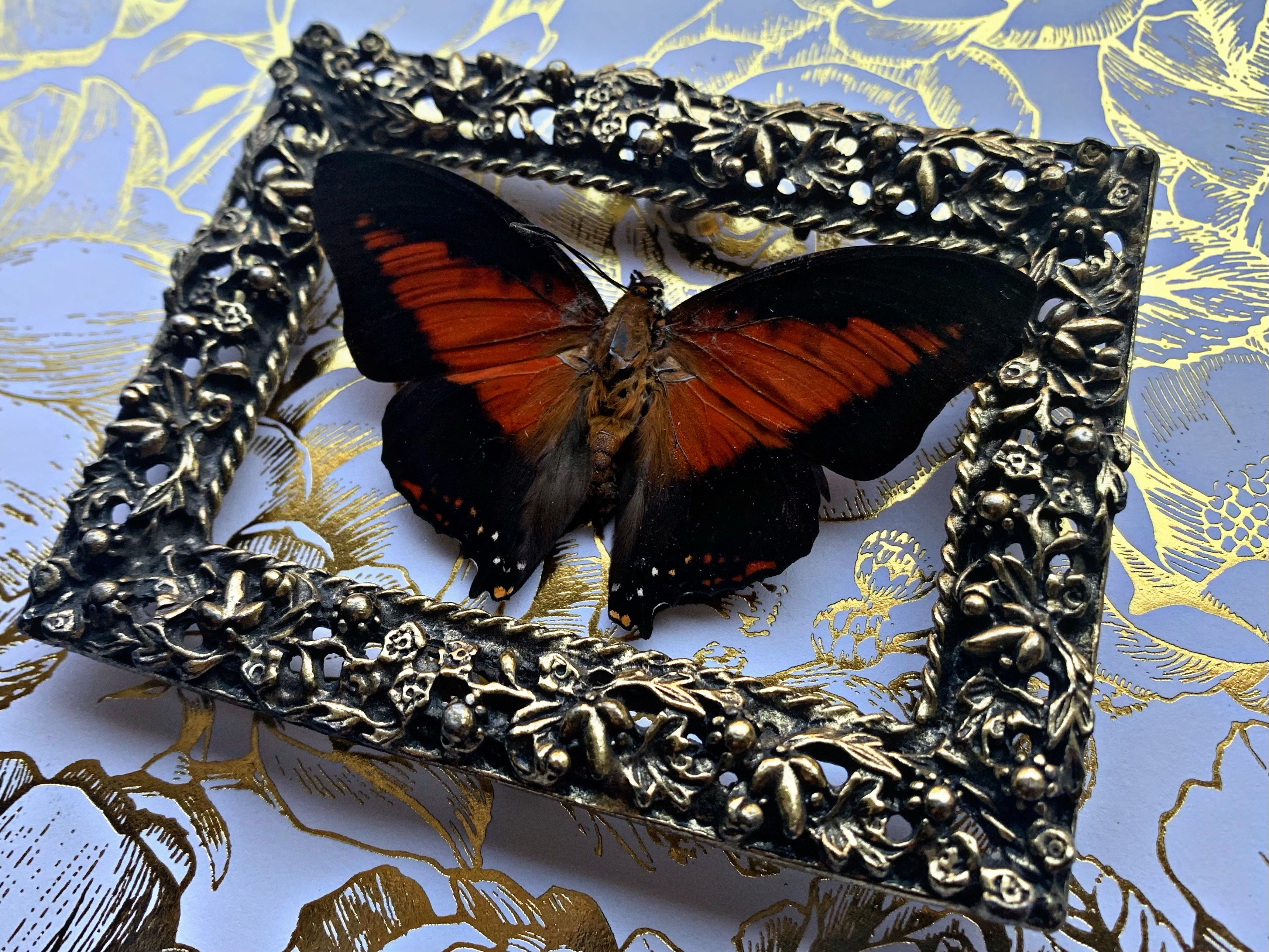 “Charaxes Zingha”- Butterfly