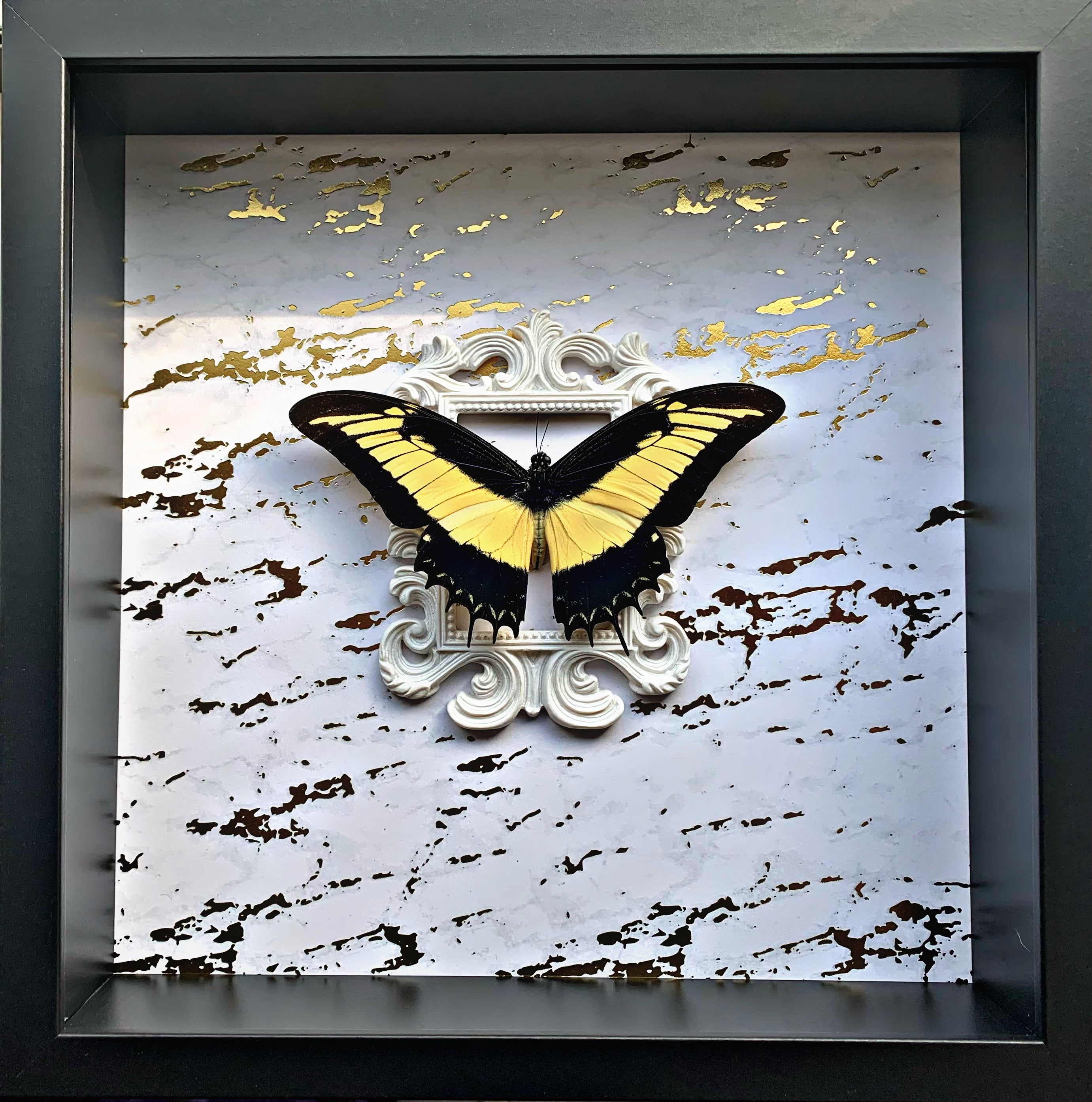 “Yellow Swallowtail”- Butterfly