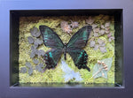 “Papilio Maackii”- Butterfly