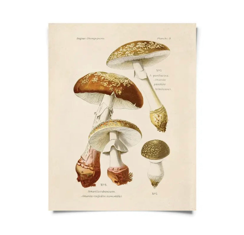 Vintage Botanical Mushroom Blusher Print