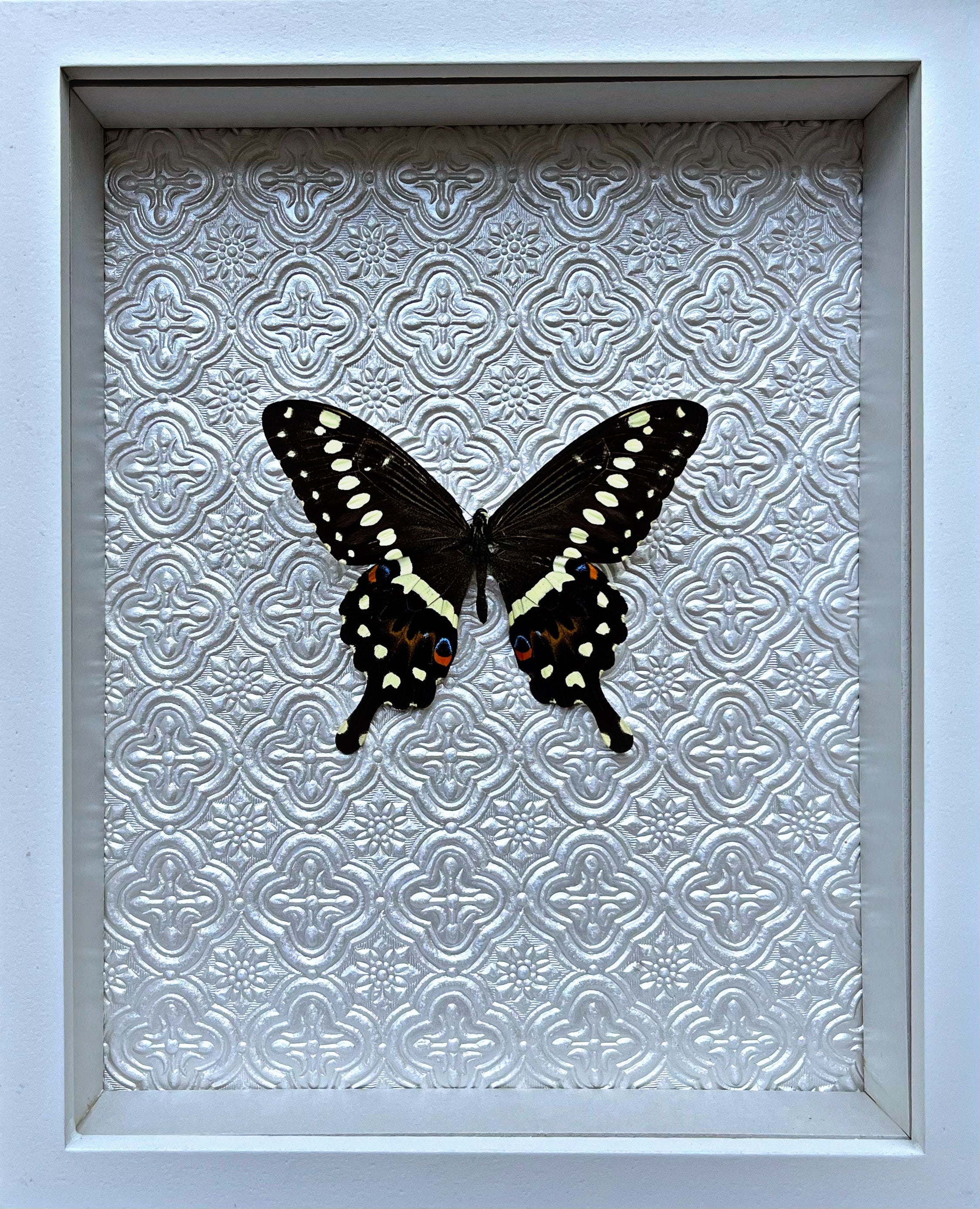 “Papilio Lormieri”- Butterfly