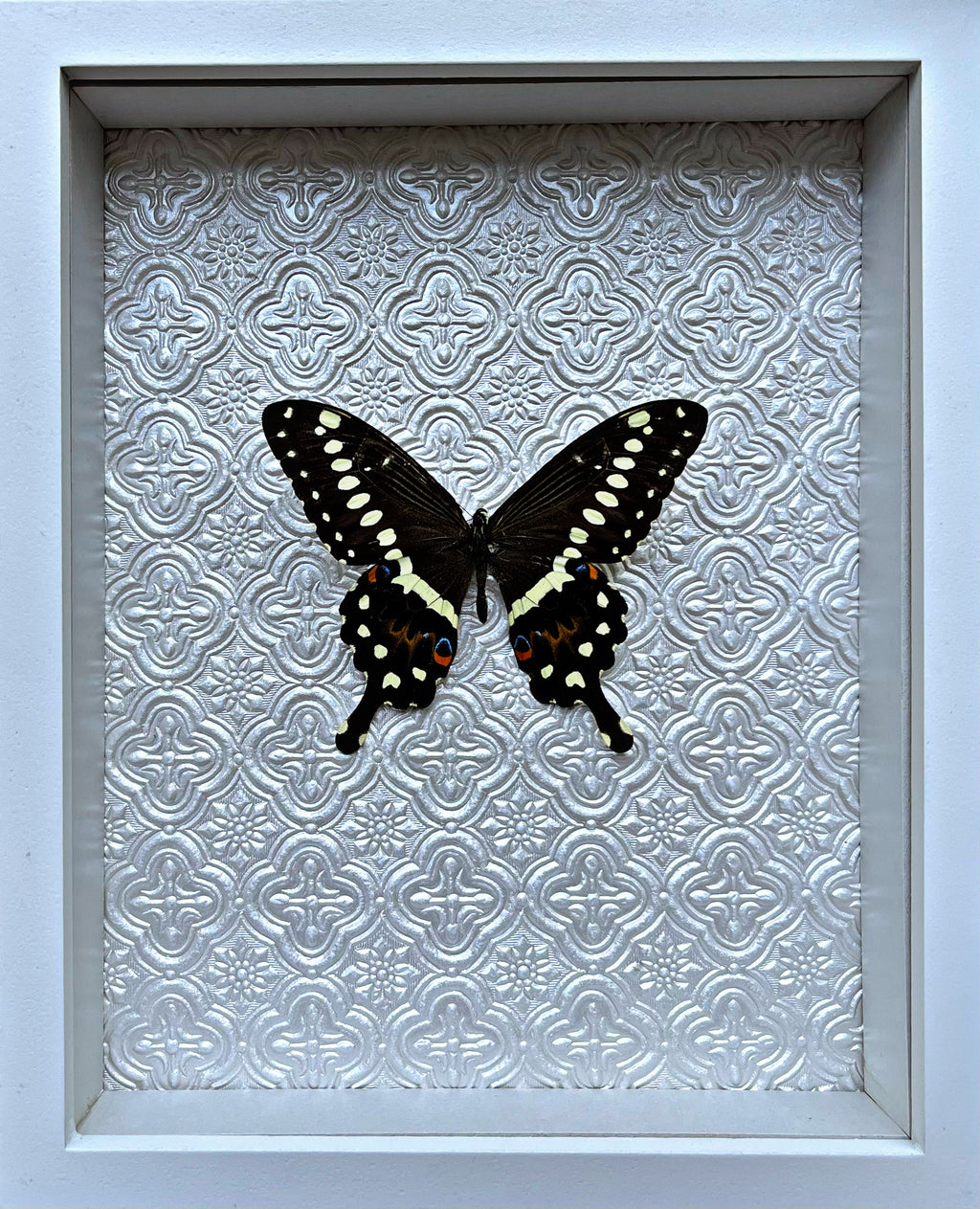 “Papilio Lormieri”- Butterfly