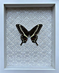 “Papilio Lormieri”- Butterfly