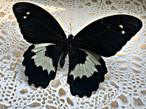 “Papilio Gambrisius”- Butterfly