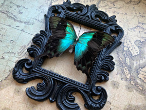 “Green Swallowtail”- Butterfly