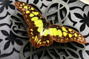 “Graphium Tyndareus”- Butterfly