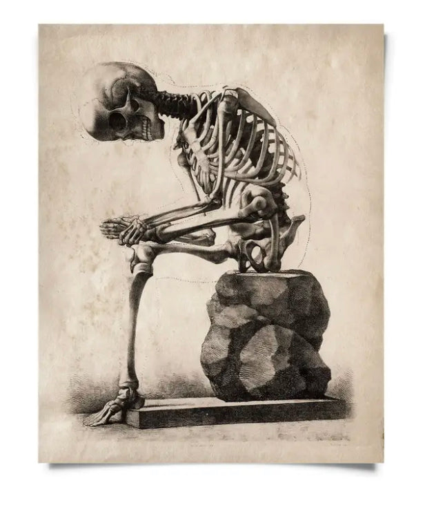 Vintage Anatomy Sitting Skeleton Print