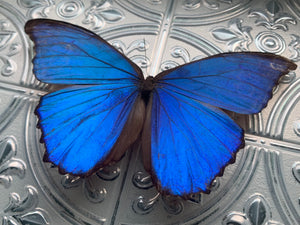 “Morpho Didius”- Butterfly