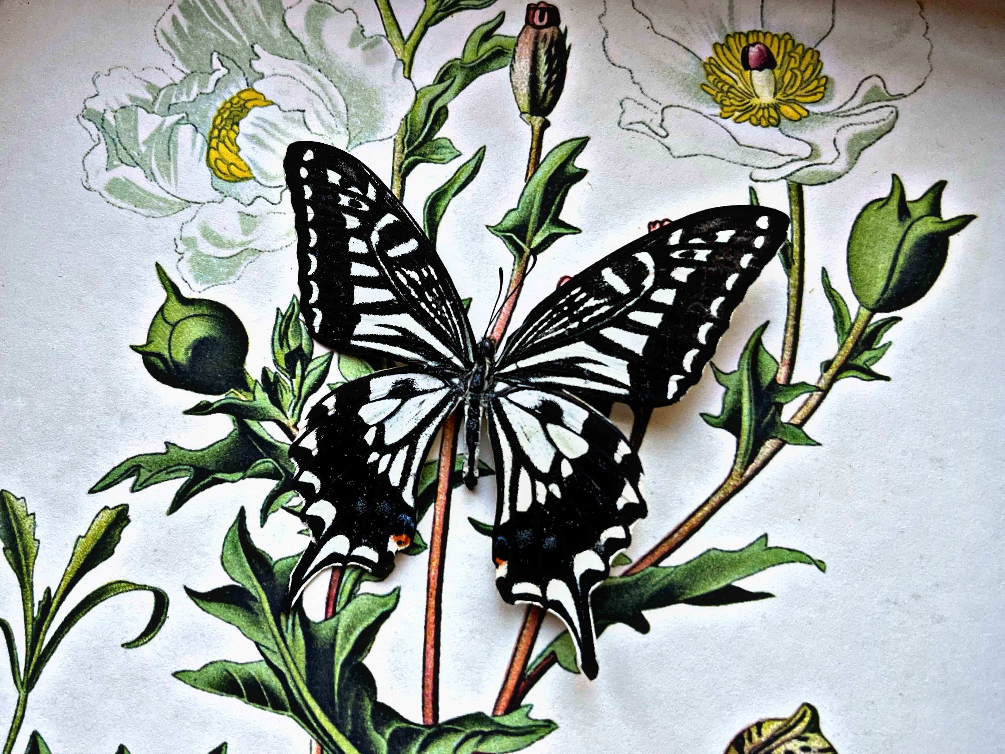 “Papilio Xuthus”