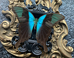 “Papilio Adamantius”- Butterfly