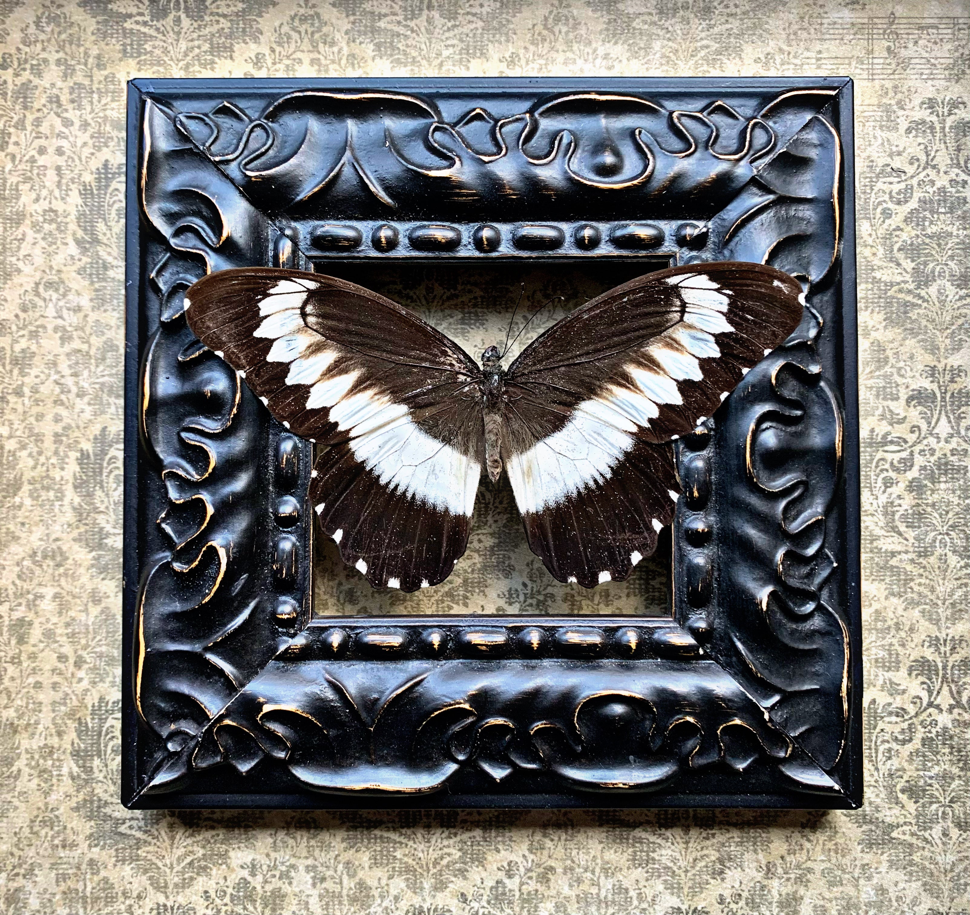 “Papilio Mechowianus”- Butterfly
